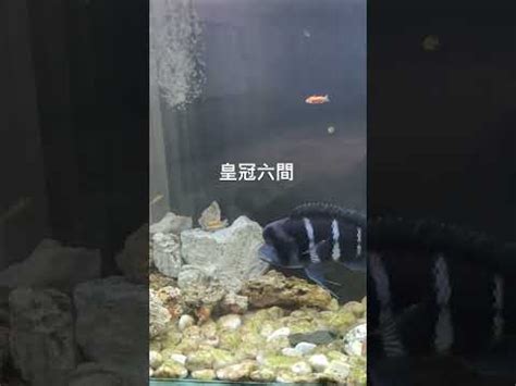 皇冠六間混養|【皇冠六間混養】皇冠六間鬥魚混養攻略：安全。